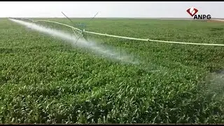 Petróleo +: Desenvolvimento dos Biocombustíveis em Angola - parte 1