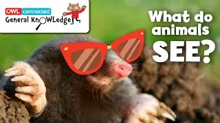 What do animals see? | General KnOWLedge