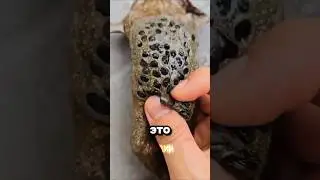 Кошмар трипофоба