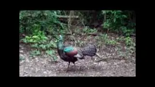 Ocellated Turkey