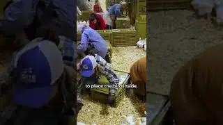 Fastest Method for Catching Chickens 🐓 