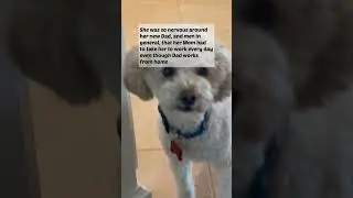 How to help a frightened dog. #yourdog #shydog #scareddog #dogtraining #dogtrainingtips #foryou