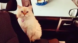 ЖЕНЩИНА ТОСКОВАЛА ПО ПОГИБШЕЙ ЛЮБИМОЙ КОШКЕ, НО ПОТОМ СЛУЧИЛОСЬ НЕЧТО НЕВЕРОЯТНОЕ