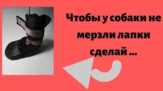 Чтобы у собаки не мерзли лапки сделай