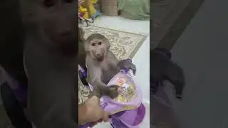 Ехали медведи на велосипеде! тоесть гамадрилы ехали...🤣