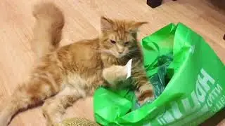 Ржака)) смешной кот