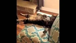 Сверх забавные кошки