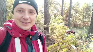 Как мы собирали польские грибы в лесу!