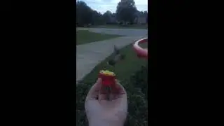 Feeding a Hummingbird -Slow Motion