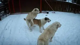 БРАЧНЫЕ ИГРЫ АЛАБАЕВ или АЛАБАЙ Берри мечтала родиться кобелем