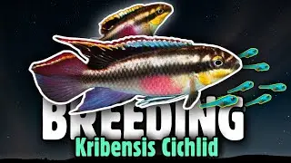 Kribensis Cichlid Breeding-Mastering the Journey from Eggs to Adorable Fry!