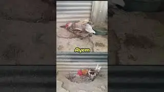 two brown ducks meet a chicken and a male duck