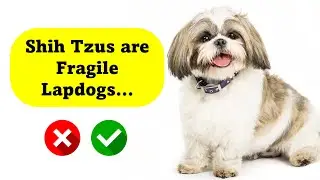 10 Shih Tzu Myths Debunked