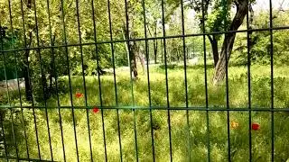 Поездка в Зоопарк г. Николаев. 2019. Беспокойная Гиенна.