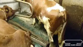 Chinese Movingfloor Cubicle