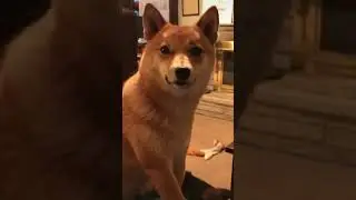 Funniest Dog And Cat Moments🐕🐈 #shorts #animals #trending #funny