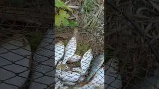 Зорька на реке #рыбалка #fishing