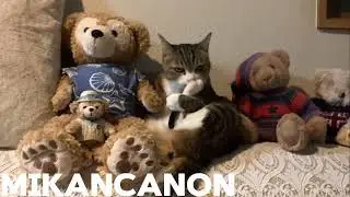 Mikancanon Most popular cat video 2024 #mikancanon #catlife #catworld #catizen #catmeow #catlover #m