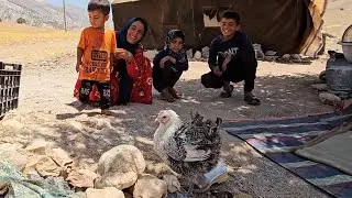 Help the operator to bring the chickens to the kids and build the chicken house