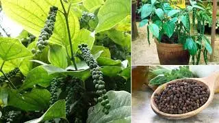Herbs and Spices Garden