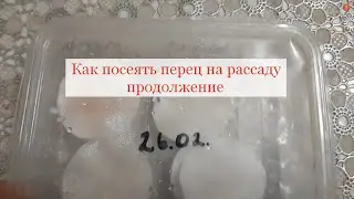 Как посеять перец на рассаду (продолжение)