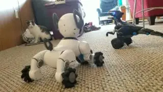 CHiP vs Miposaur