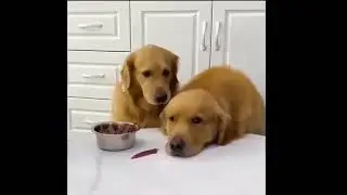 Like Dogs