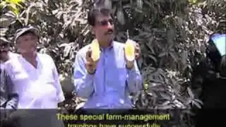 Growing Gold on Trees