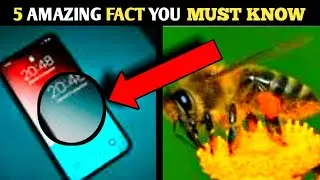 5 Amazing fact you Must now / 5 अदभुत तथ्या जो आपको पता होने चाहिए/Mystery viral/Getsetfly