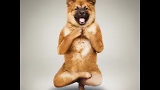 Собака танцует (без звука)
