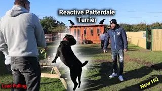 Reactive Patterdale Terrier 1:1 Dog Training Session With Professional Dog Trainer!
