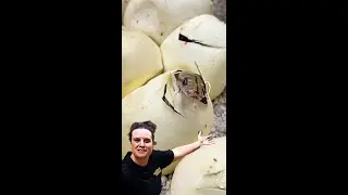 PYTHON SNAKES LEAVE THEIR EGG FOR THE FIRST TIME🤩