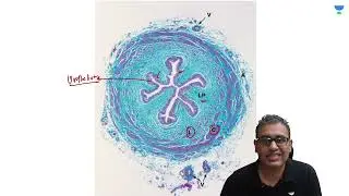 Ureter Part 1 | Anatomy with Dr Ankit