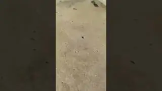 Olha uma das funções do Calango