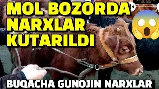 BUXORO JONDOR/MOL BOZOR BUQACHA GUNOJIN NARXLAR 12.03.2023/JONDOR UZ