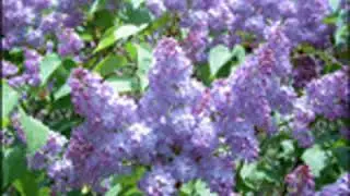 WARBLE FOR LILAC-TIME by Walt Whitman FULL AUDIOBOOK | Best Audiobooks