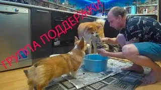 Дела домашние - собаки помощники.