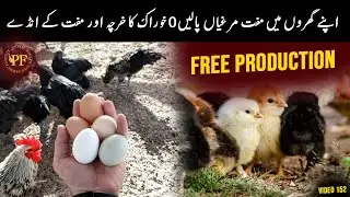 0 Feed Cost Chicken farming in Pakistan | Poultry Farming in pakistan | Layer hens PAK FARM