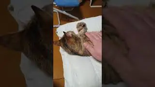 С новым годом