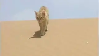 Реакция кошка