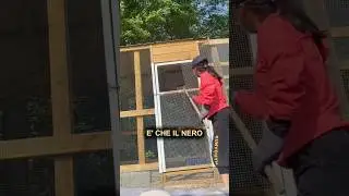 Why paint cages black? 🐓