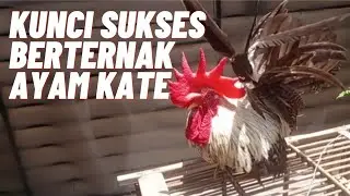 KUNCI SUKSES TERNAK AYAM KATE CEPER | MEMILIH INDUKAN AYAM KATE CEPER.