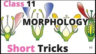 Morphology Of Flowering Plants Short Tricks|biology bytes|Ncert bio For NEET|AIIMS|JIPMER|Class 11