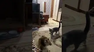 🫣😂 #tiktok #reaction #собака #pomeranian #smile #шпиц #pets