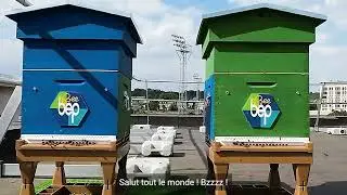 A la découverte des actions en faveur de la biodiversité avec 🐝BeeBEP!