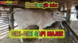 CIRI CIRI SAPI MAJER