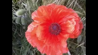 цветы/flower
