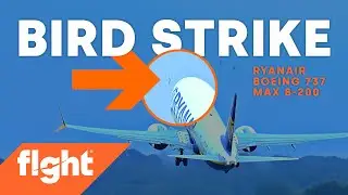 Airplane bird strike caught on camera!