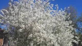 Как у нас цветеет вишня..