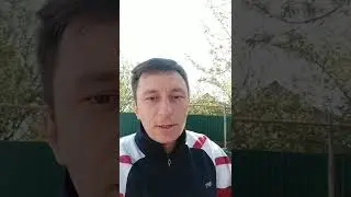 Клубника сорт Мурано. Сорт плодоносящий всё время. Клубника в огороде